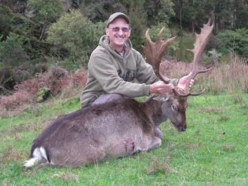 Nice representative fallow deer buck