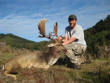 Beautiful trophy fallow deer