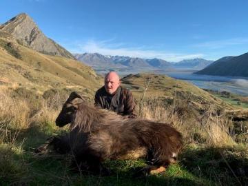 Huge Himalayan Tahr