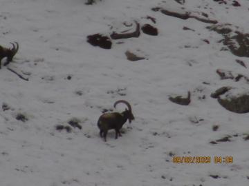 A big male Himalayan Ibex in Pakistan