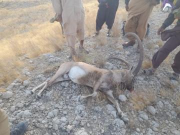 Trophy Sindh Ibex in Pakistan