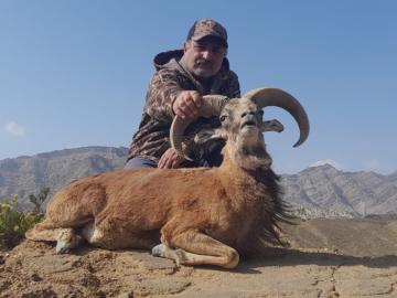 Blanford Urial in Pakistan 1