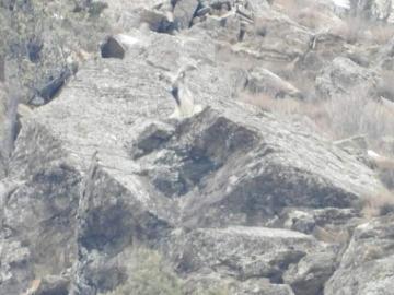 Astor Markhor Mountain Hunting in Pakistan