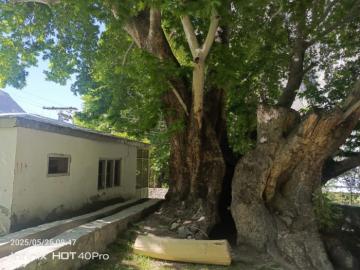 Hunting Astor Makhor in Pakistan