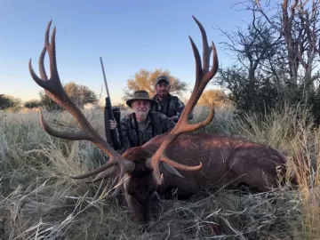 red stag hunt on a free range concession