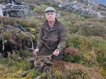 sika stag hunt in Scotland