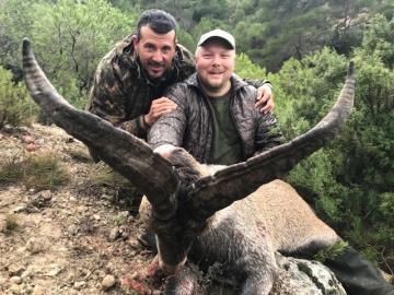 A magnificent beceite ibex