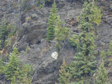 Mountain Goat Resting