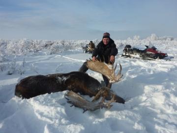 Russian Moose hunted in Kamchatka