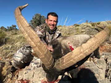 Another huge South eastern ibex