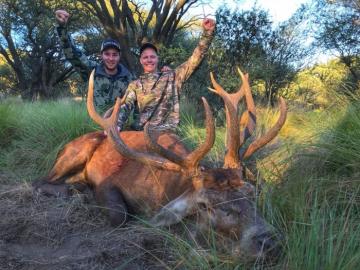Big red stag in Argentina
