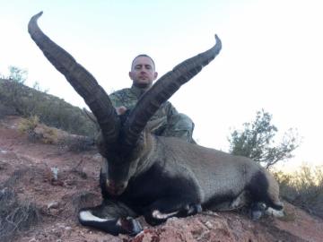 A spanish beceite ibex trophy