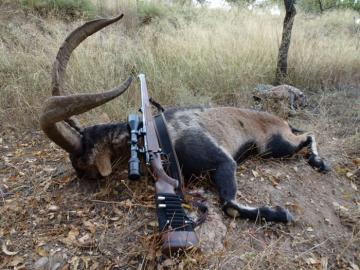 A nice Spanish Southeastern ibex