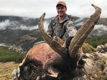 Spanish Southeastern Ibex