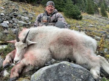 Nice BC Mountain Goat Trophy