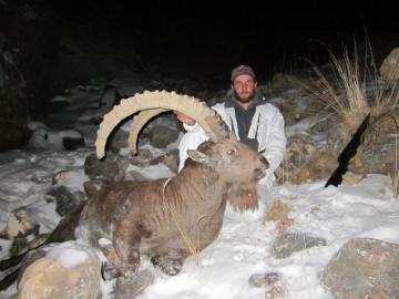 A big Kyrgyzstan trophy ibex