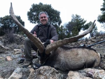 Beceite ibex trophy with a wide spread