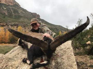 Massive Dark-horned beceite ibex