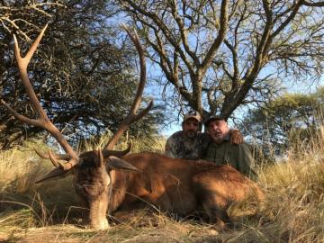 Nice red stag from free-range area.