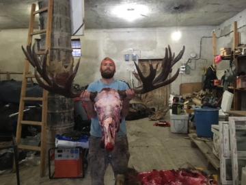 Giant moose trophy from Russia