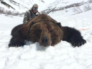 Huge Brown bear trophy with hunter