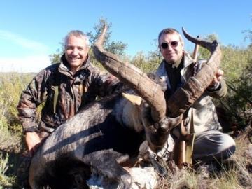 Gredos Ibex 2