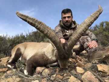 Big Beceite Ibex