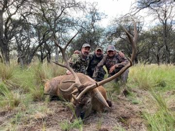 Nice Stag in Argentina