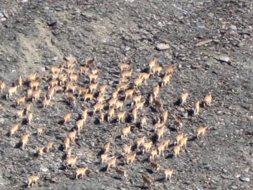 Dagestan Tur Herd Hunt