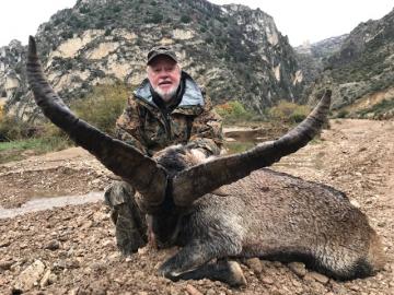 A large beceite ibex trophy in Spain