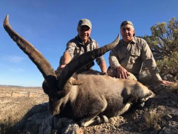 the results from a sucessful beceite ibex hunt