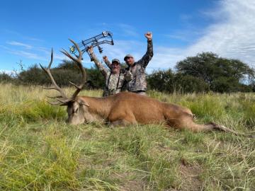 Bow hunted red stag in Argentina