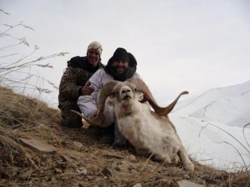Nice Marco Polo trophy on a hillside in Kyrgystan