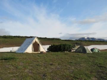 Kamchatka Russia Snow Sheep Camp