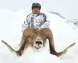 Hunting Marco Polo Sheep: The Ultimate High-Altitude Adventure
